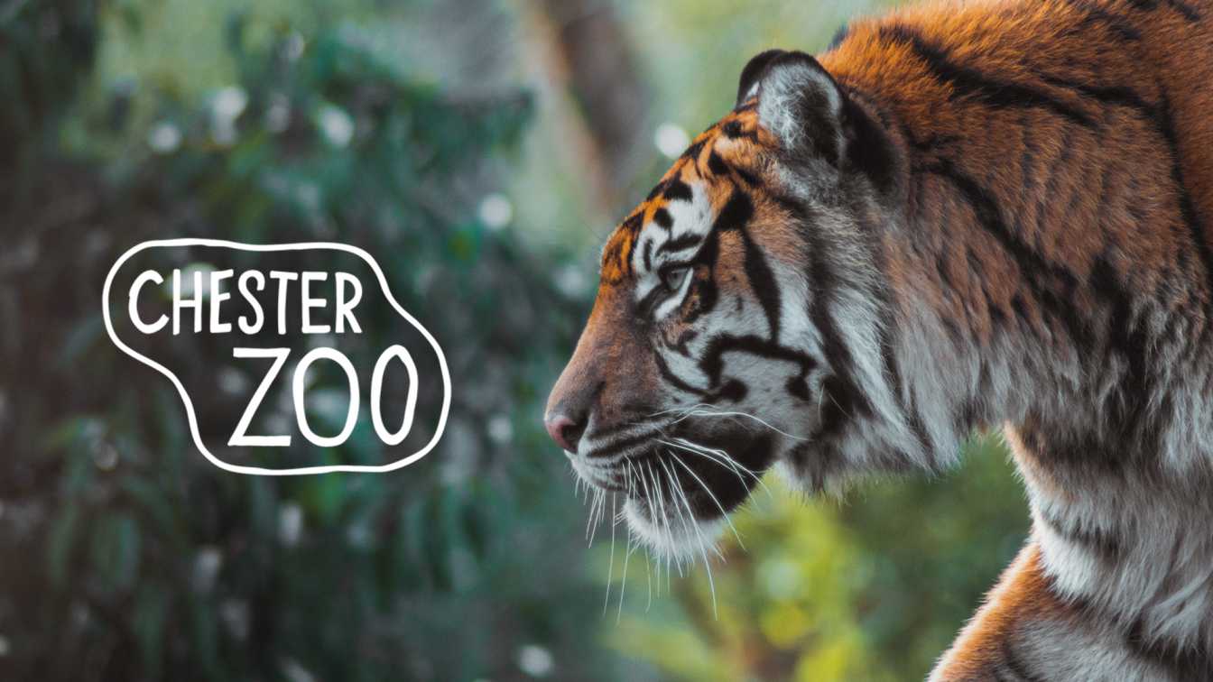 chester zoo